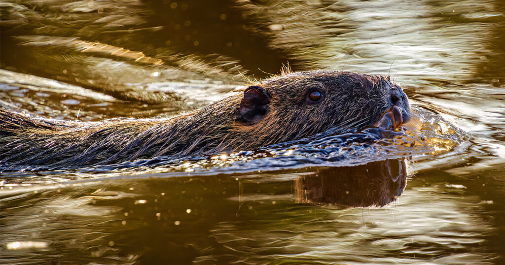 Closeup of beaver swimming.